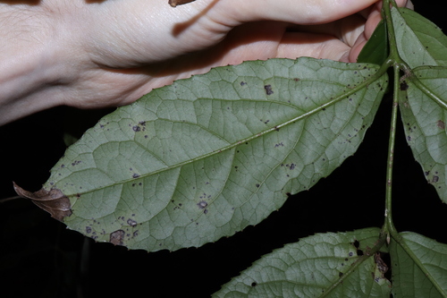Image of Daphnandra micrantha by (c) Thomas Mesaglio, some rights reserved (CC BY)