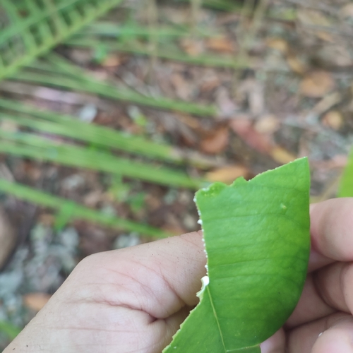 Image of Ochrosia oppositifolia by no rights reserved