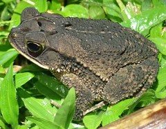 Incilius melanochlorus