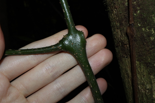 Image of Daphnandra micrantha by (c) Thomas Mesaglio, some rights reserved (CC BY)