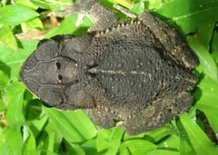 Incilius melanochlorus