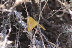 Tetracis jubararia