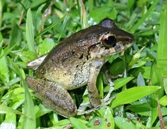 Isla Bonita Robber Frog photo 2