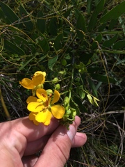 Senna chapmanii
