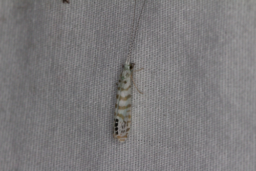Nectopsyche exquisita photo 5