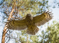 Ural Owl photo 3