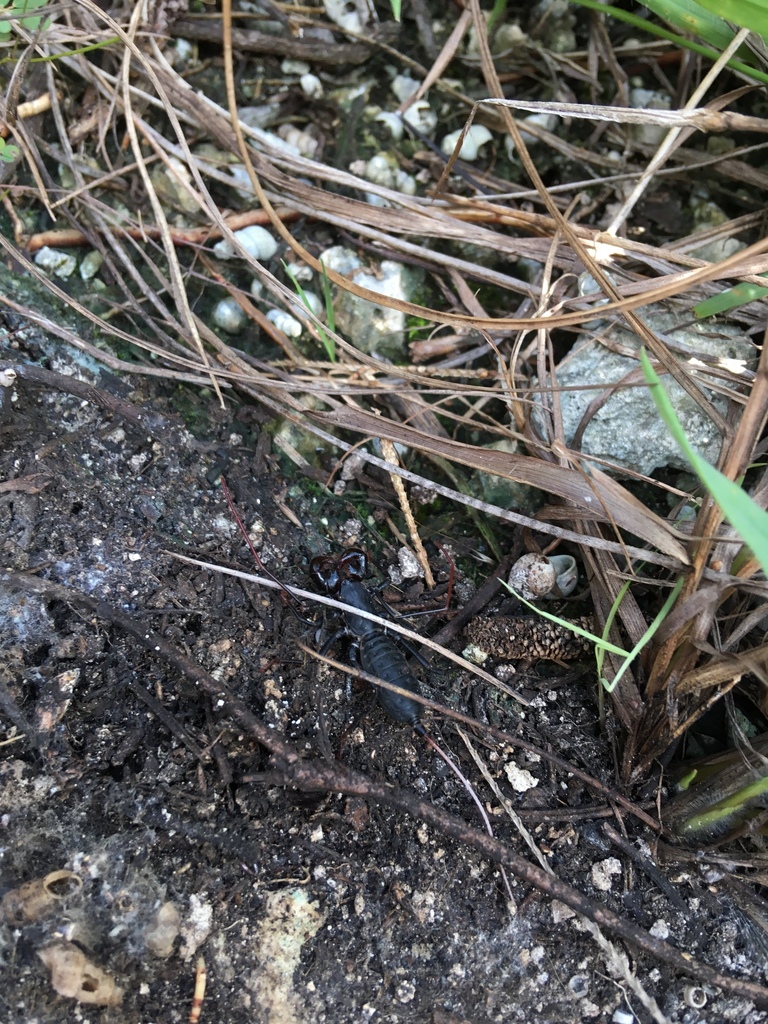 Florida vinegaroon from 18850 SW 360th St, Homestead, FL, US on