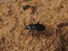 Carabus impressus
