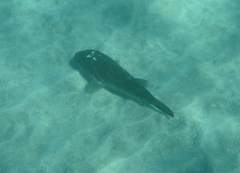 Sphoeroides annulatus