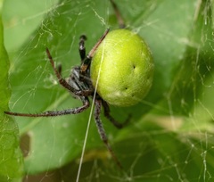 Araneus lathyrinus