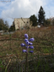 Muscari parviflorum