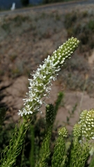 Microdon