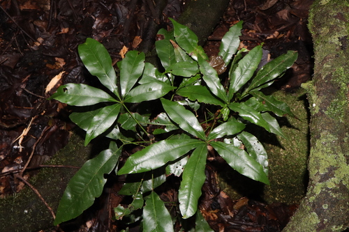 Argyrodendron actinophyllum, photograph 3