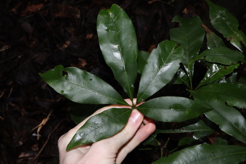 Argyrodendron actinophyllum, photograph 4