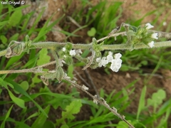 Heliotropium suaveolens