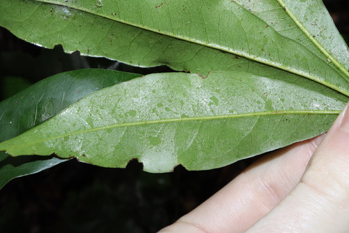 Argyrodendron actinophyllum, photograph 5