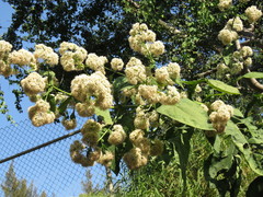 Critonia quadrangularis