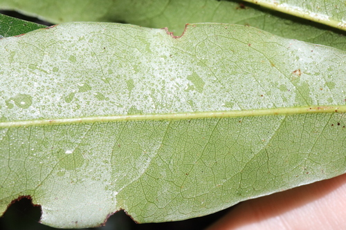 Argyrodendron actinophyllum, photograph 6