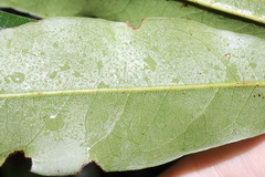 Argyrodendron actinophyllum, photograph Thomas Mesaglio, CC BY, iNaturalist via GBIF