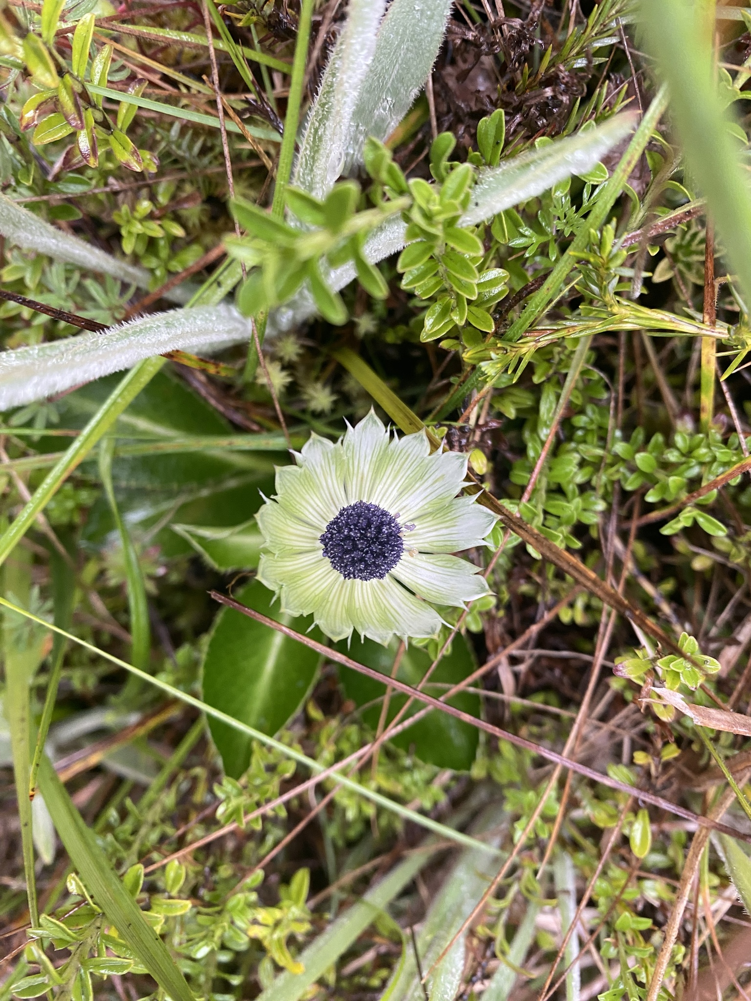 Eryngium humile image