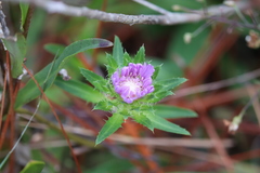 Stokesia laevis