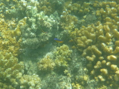 Stegastes flavilatus