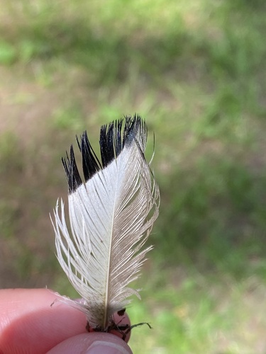 Plume de Canard à front blanc