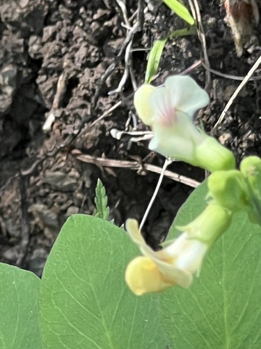 Image of Lathyrus holochlorus by (c) Judi Sanders, some rights reserved (CC BY)
