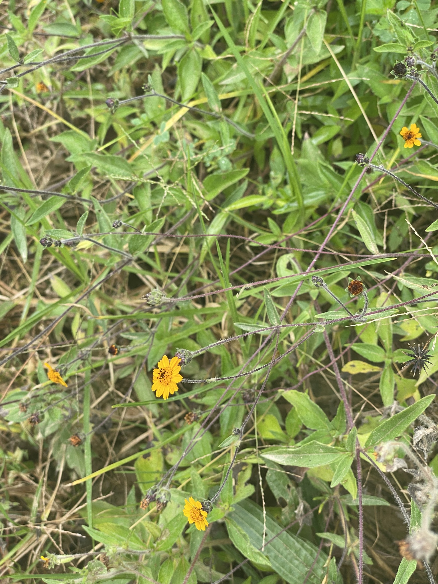 Wedelia helianthoides image