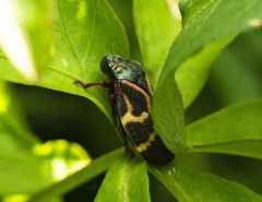 Deois flexuosa