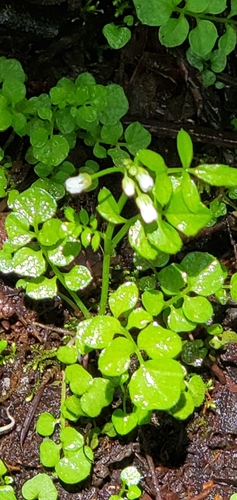 Siberian bittercress (Cardamine umbellata)