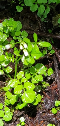 Image of Cardamine umbellata by (c) Mud_Skipper, some rights reserved (CC BY)
