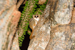 Microcebus griseorufus
