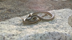 Salvadora lemniscata