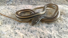 Salvadora lemniscata