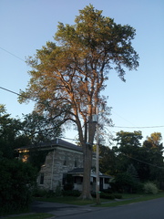 Ulmus thomasii