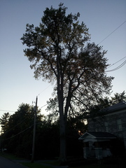 Ulmus thomasii