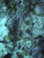 Epinephelus guttatus