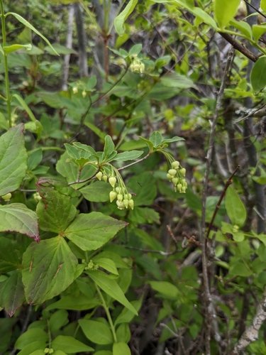 Enkianthus subsessilis iNat (3)