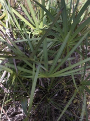 Coccothrinax argentata