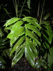 Chamaedorea tepejilote image