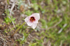 Rose Pink Rain Lily (Zephyranthes rosea)