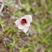 amaryllis (Hippeastrum): origin and uses — photo 1