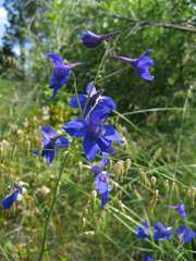 Delphinium alabamicum
