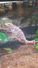 Chamaeleonidae
