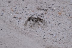 Sus scrofa domesticus