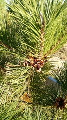 Pinus