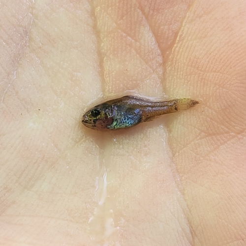 Yellowbelly Pirate Perch