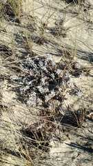 Artemisia stelleriana