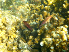 Cirrhitichthys oxycephalus